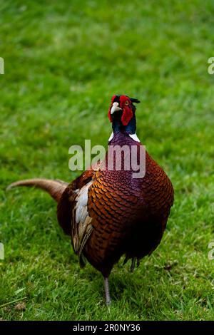 Bunter männlicher Fasan Stockfoto