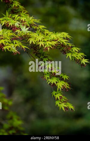 Japanisches Acer (Palmatum), Acer, rotblättriges Acer im Hintergrund unscharf Stockfoto