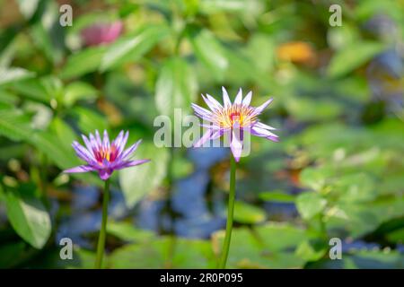 Blick auf einige ägyptische blaue Lotusblumen, die in der Sonne glitzern. Stockfoto