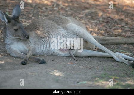 Ein Blick auf ein graues Känguru, das sich auf dem Boden im Schatten entspannen kann. Ein joey steckt seine Beine aus dem Beutel der Mutter. Stockfoto