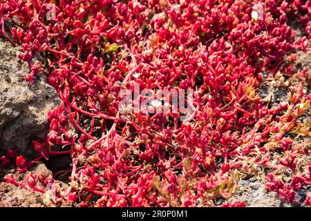 Coppery Mesemb, Malephora crocea, rote Eispflanze, die in vulkanischem Fels am Meer wächst. , Las Palmas, Gran Canaria, Spanien Stockfoto