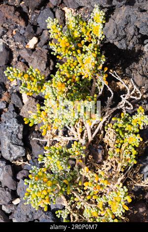 Dünne Eispflanze, Mesembryanthemum, wächst in Lavafelsen. Las Palmas, Gran Canaria, Spanien Stockfoto