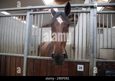 Rebecq, Belgien. 09. Mai 2023. Das Bild zeigt die belgische königliche Begleitung am Dienstag, den 09. Mai 2023 in Rebecq. Der belgische Königliche Escort ist eine Pferdeeinheit der Bundespolizei, die den König seit fast 85 Jahren bei verschiedenen offiziellen Zeremonien und offiziellen Besuchen ausländischer Staatsoberhäupter begleitet. BELGA FOTO NICOLAS MAETERLINCK Kredit: Belga News Agency/Alamy Live News Stockfoto