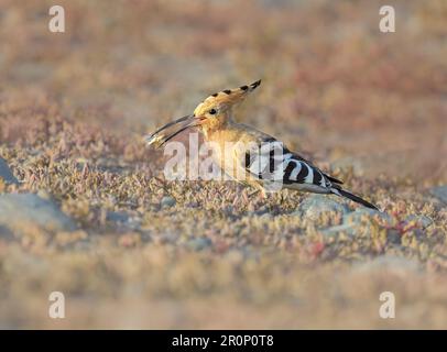 Eurasischer Hoopoe (Upupa epops), der eine Orthoptera am Boden fängt und dieses Insekt in seinem Schnabel hält, Gran Canaria, Spanien Stockfoto