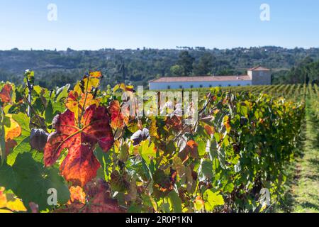 Aus nächster Nähe sehen Sie eine lange Reihe von Weinreben mit braunen und roten Blättern, mit einem unkonzentrierten Weingut in Portugal im Hintergrund Stockfoto