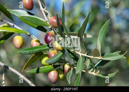 Nahaufnahme einer Gruppe von grünen und dunkleren bereits reifen Oliven auf einem Zweig mit Blättern im Hintergrund, die nicht scharf sind Stockfoto