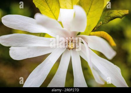 Nahaufnahme von White Magnolia Stellata Star Stockfoto