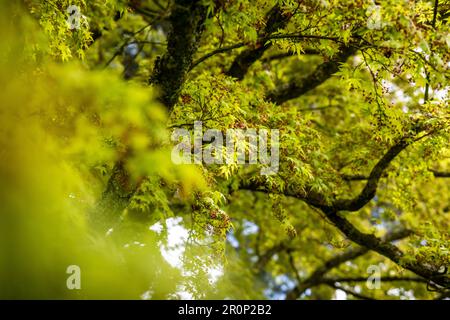 Wunderschöner großer Acer-Baum, im Garten in West Sussex Stockfoto