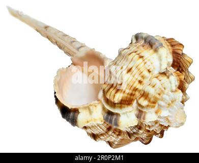 Snipe Bill Murex (Haustellum Haustellum) c12cm. Philippinen Stockfoto