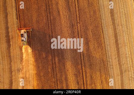 Von oben: Spektakuläre Luftaufnahme eines Mähdreschers bei der Arbeit in den Weizenfeldern Stockfoto