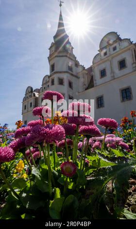 09. Mai 2023, Sachsen-Anhalt, Dessau-Roßlau: Blumen blühen vor dem Johannbau. Jurymitglieder der Deutschen Gartenausstellungsgesellschaft (dbg) haben Dessau-Roßlau besucht. Die Stadt Sachsen-Anhalt bietet an, die Federal Horticultural Show 2035 auszurichten. Die drittgrößte Stadt Sachsen-Anhalts nutzt mit ihrer Anwendung die Möglichkeit, Investitionen in Tourismus und Stadtentwicklung im Stadtzentrum zu realisieren und die nachhaltige Stadtentwicklung voranzutreiben. Foto: Hendrik Schmidt/dpa Stockfoto