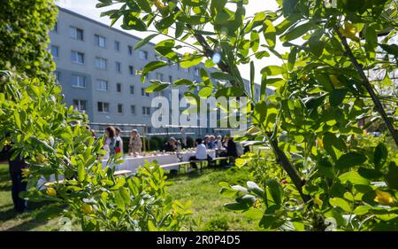 09. Mai 2023, Sachsen-Anhalt, Dessau-Roßlau: Jury-Mitglieder der Deutschen Gartenausstellungsgesellschaft (dbg) besuchen Dessau-Roßlau. Die Stadt Sachsen-Anhalt bietet an, die Federal Horticultural Show 2035 auszurichten. Die drittgrößte Stadt Sachsen-Anhalts nutzt mit ihrer Anwendung die Möglichkeit, Investitionen in Tourismus und Stadtentwicklung im Stadtzentrum zu realisieren und die nachhaltige Stadtentwicklung voranzutreiben. Foto: Hendrik Schmidt/dpa Stockfoto