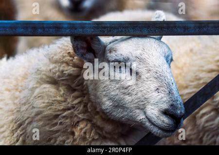 Nahaufnahme eines flauschigen, weißen Schafes, das aus einem Zaun guckt Stockfoto