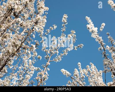 Der Kirschbaum ist in Blüten gehalten, vor dem Hintergrund des hellblauen Himmels, selektiver Fokus. Der Garten ist in voller Blüte begraben Stockfoto