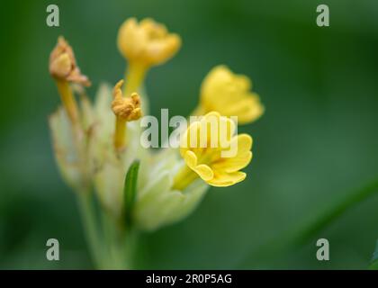 Das zarte Gelb der Primrose scheint im Frühling und erinnert uns daran, dass Schönheit oft in den einfachsten Dingen zu finden ist Stockfoto