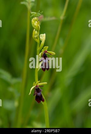 Blühende Schönheit: Eine fesselnde Aufnahme einer Orchidee in voller Blüte Stockfoto
