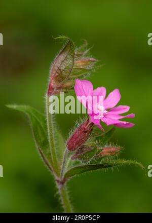 n Full Bloom: Der markante rote Campion Stockfoto