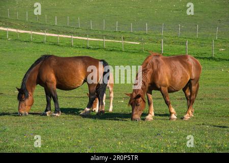 Eine Pferdeherde grast auf einer wiese der apennines. Pferde fressen Gras Stockfoto