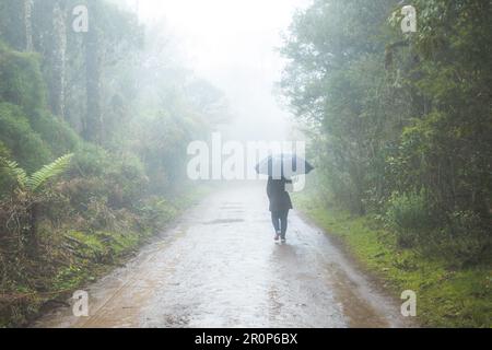 Eine Person mit Schirm, die auf einer Landstraße mit üppiger Vegetation auf beiden Seiten spaziert. Stockfoto