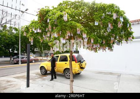 Maracaibo-Venezuela-11-11-2017 Venezuela-Geldscheine hängen an einem Baum ohne Kaufkraftwert. Die Abwertung des Bolivars in der karibik Stockfoto