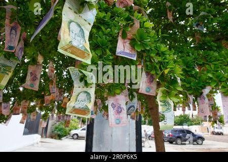 Maracaibo-Venezuela-11-11-2017 Venezuela-Geldscheine hängen an einem Baum ohne Kaufkraftwert. Die Abwertung des Bolivars in der karibik Stockfoto