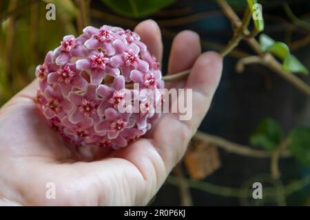 Hoya-Carnosa-Blumen. Porzellanblüten- oder Wachspflanze. Rosa Blütenkugeln auf der Hand Stockfoto