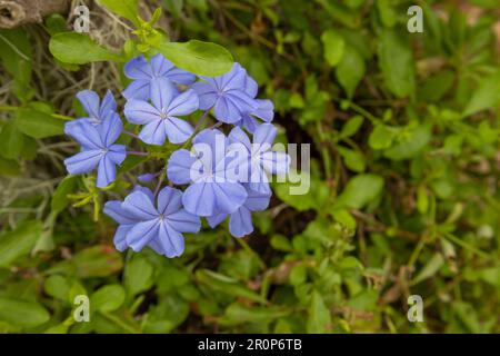 Plumbago auriculata Blütenblütentropische Pflanze, Cape Leadwort fünf blühende Blütenblätter Stockfoto