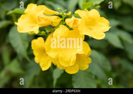 Gelbe älteste Blume, Gelbe Ältere, Trompetbusch, Trompetflower, Tecoma stans Stockfoto