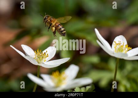 Biene mit gesammelten Pollen, die über einer Holzanemone fliegen Stockfoto