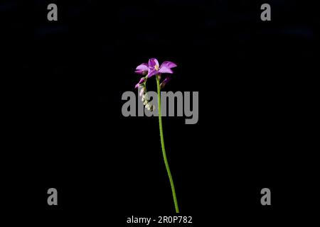 Cape Sundew blühende lila Blüten. Schöne fleischfressende Blüten blühen. Stockfoto