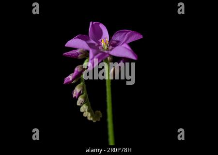 Cape Sundew Purple Flower Nahaufnahme. Makroblume aus der Sonnentaubenpflanze. Stockfoto