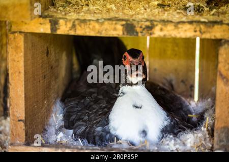 Schwarze weibliche Moschusente schlüpfen (Cairina moschata) Stockfoto