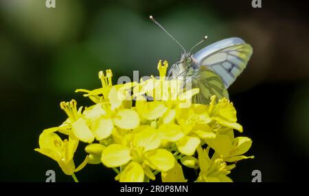 Kinnego, Lough Neagh, County Armagh, Nordirland, Großbritannien. Mai 2023. Wetter in Großbritannien - ein warmer Tag mit sonnigen Angriffen und starken gewitterten Schauern. UK Pieris napi, grüner Schmetterling, der Nektar auf einer gelben Feldsenfpflanze am Lough Neagh sammelt. Quelle: David Hunter/Alamy Live News. Stockfoto