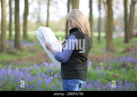 Eine Frau, die in einem Bluebell-Holz steht und eine Karte hält Stockfoto