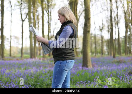 Eine Frau, die in einem Bluebell-Holz steht und eine Karte hält Stockfoto