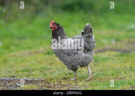 Blaue maraner-Hühner Stockfoto