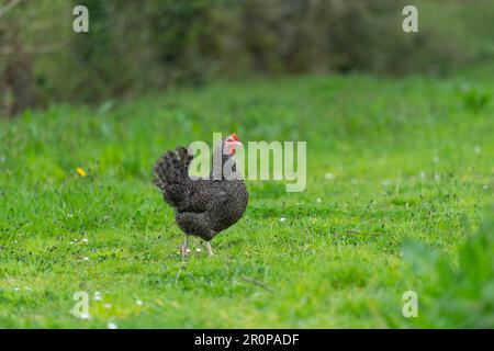 Die Speckledy-Henne läuft auf einem Feld Stockfoto