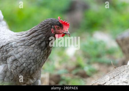 Blaue maran-Henne Stockfoto