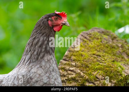 Blaue maran-Henne Stockfoto