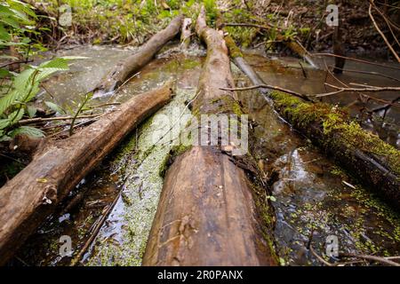 Gefallener Baum mitten in einem Bach im Wald. Brücke über einen Graben. Stockfoto