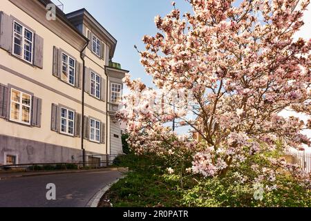 Blühende Magnolien in St. Johanns-Rheinweg in Basel. Die Schweiz Stockfoto