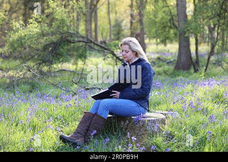 Eine Frau, die auf einem Baumstumpf in einem Bluebell-Holz sitzt und skizziert Stockfoto
