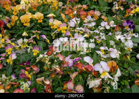 Lebendige Nasturtium-Blumen (Tropaeolum majus) leckere essbare Blumen (auch Blätter) auf einem Gemüseparadies - Stockfoto Stockfoto