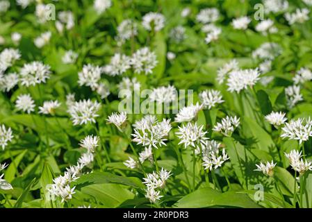 Wilder Knoblauch blüht im Wald Stockfoto