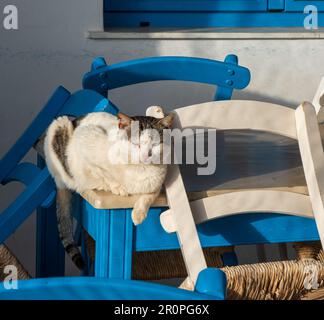 Katze sitzt auf Tisch in griechischer Taverne, Mochlos, Kreta Stockfoto