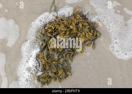 Seetang, Blasenabriss, am Strand angespült Stockfoto