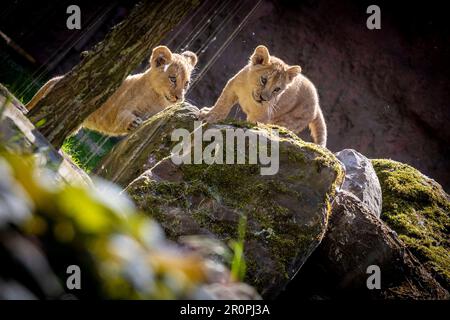 Hannover, Deutschland. 09. Mai 2023. Zwei junge Berberlöwen sind bei sonnigem Wetter in ihrem Gehege im Hannover Adventure Zoo unterwegs. Nachkommen unter den Löwen: Im Februar 2023 wurden drei Jungen im Zoo von Hannover geboren. Kredit: Moritz Frankenberg/dpa/Alamy Live News Stockfoto