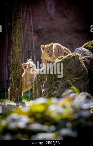 Hannover, Deutschland. 09. Mai 2023. Zwei junge Berberlöwen sind bei sonnigem Wetter in ihrem Gehege im Hannover Adventure Zoo unterwegs. Nachkommen unter den Löwen: Im Februar 2023 wurden drei Jungen im Zoo von Hannover geboren. Kredit: Moritz Frankenberg/dpa/Alamy Live News Stockfoto