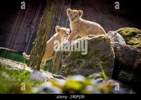 Hannover, Deutschland. 09. Mai 2023. Zwei junge Berberlöwen sind bei sonnigem Wetter in ihrem Gehege im Hannover Adventure Zoo unterwegs. Nachkommen unter den Löwen: Im Februar 2023 wurden drei Jungen im Zoo von Hannover geboren. Kredit: Moritz Frankenberg/dpa/Alamy Live News Stockfoto