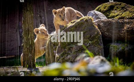 Hannover, Deutschland. 09. Mai 2023. Zwei junge Berberlöwen sind bei sonnigem Wetter in ihrem Gehege im Hannover Adventure Zoo unterwegs. Nachkommen unter den Löwen: Im Februar 2023 wurden drei Jungen im Zoo von Hannover geboren. Kredit: Moritz Frankenberg/dpa/Alamy Live News Stockfoto